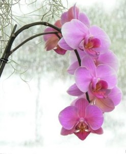 Orchid